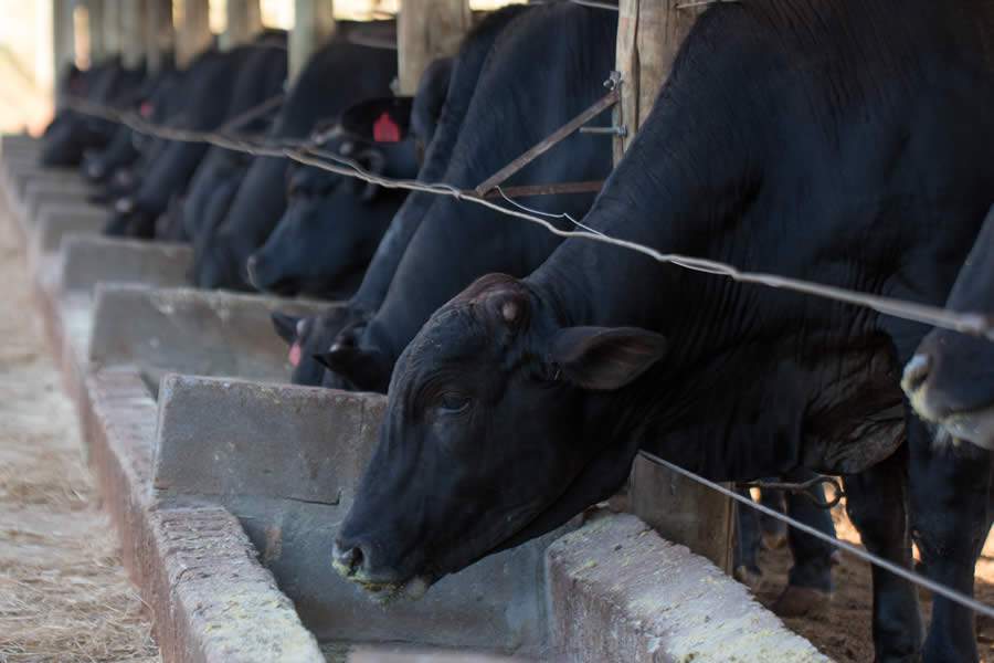 Devido ao aumento dos preços de milho e soja, pecuaristas precisam buscar alternativas nas dietas de alto grão para bovinos de corte em confinamento