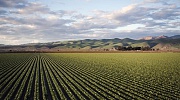 A Fracel é focada em clientes do agronegócio atuando em segmentos como riscos em lavoura, equipamentos, avicultura, suinocultura, frigoríficos, usinas sucroalcooleiras, entre outras especificidades (imagem: Freepik)