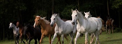 SYNTEC-GRANDES-Atencao-a-influenza-e-essencial-para-proteger-a-saude-e-o-bem-estar-dos-cavalos-Foto-Freepik