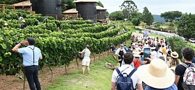 12ª Pisa da Uva na Quinta do Olivardo em 2024 (Foto: Alan Morici)