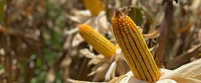 ACADIAN-Bioativacao-ajuda-agricultores-no-manejo-de-doenca-transmitida-por-cigarrinha-Dalbulus-maidis- na-cultura-do-milho-Foto-Divulgacao