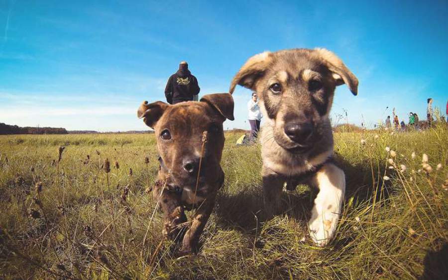 Seguro pet já protege 250 mil cães e gatos no país