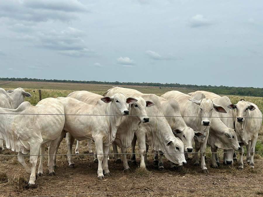 Trouw-Nutrition-Trouw-Nutrition-e-Nelore-Cedro-realizam-dia-de-campo-com-foco-em-melhoramento-genetico-e-tecnologias-nutricionais-Foto-Divulgacao