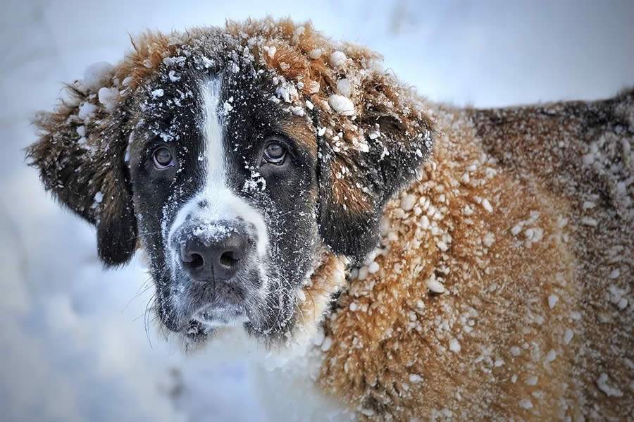 O Inverno Chegou: 10 Dicas de Cuidados Com os Pets Na Estação Mais Fria do Ano