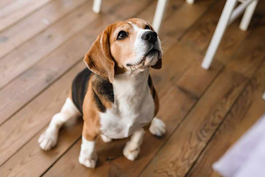 Especialista orienta sobre alimentação dos pets no inverno