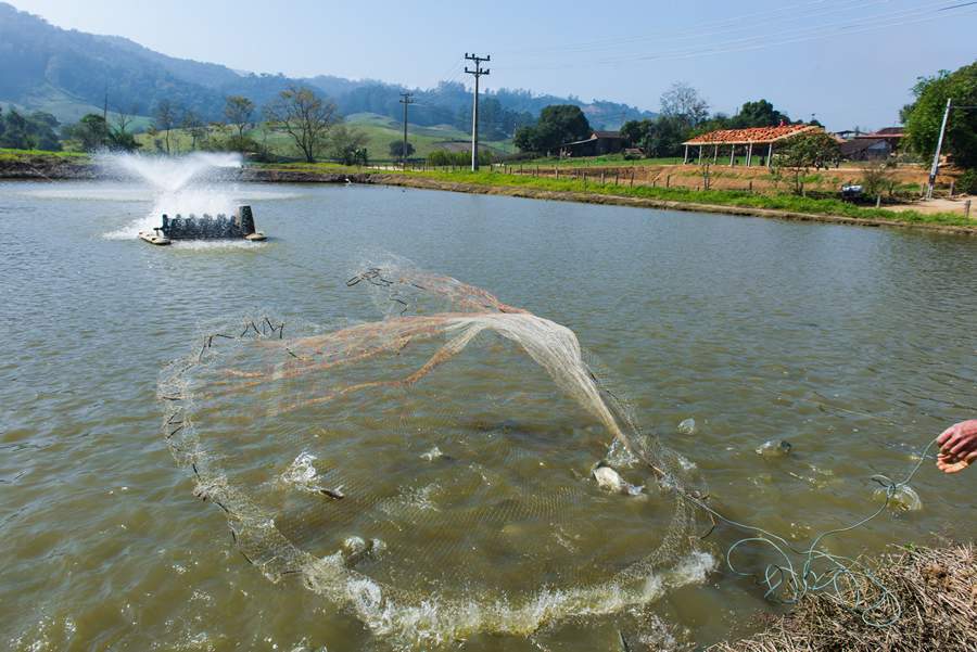 Tilapicultores ganham benefícios com a biotecnologia