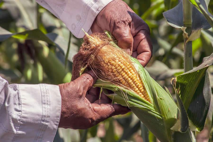 Fórum Getap vai revelar os campeões de produtividade no milho verão/2024