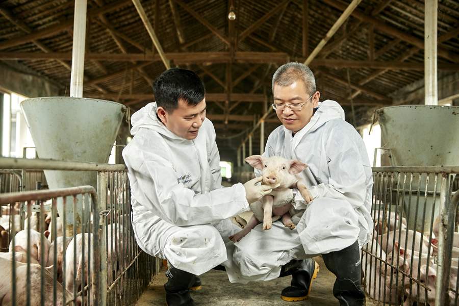 Executiva da Boehringer Ingelheim fala sobre a detecção precoce de doenças respiratórias em suínos por meio de ferramentas inovadoras