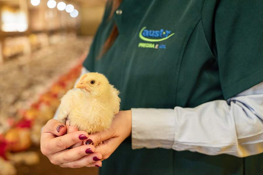 Inclusão da fitase na alimentação de aves melhora biodisponibilidade de fósforo e outros minerais