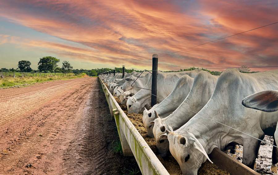 feedlot-intensive-production-system-beef-cattle-edit