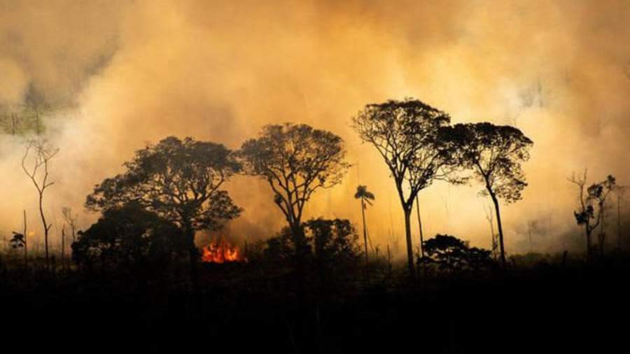 Queimadas e incêndios no Cerrado: biólogo do CEUB explica a dinâmica do fogo e seus impactos