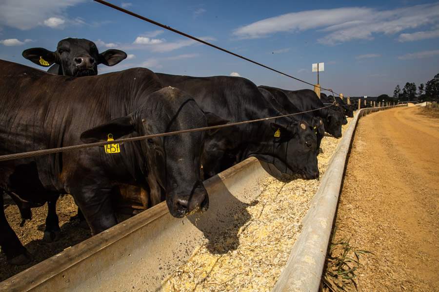 Controle de parasitas é essencial para obter boa produtividade no confinamento