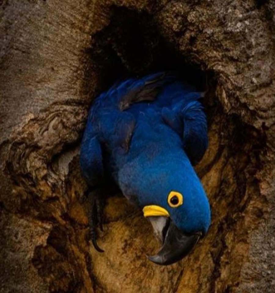 Estação Higienópolis-Mackenzie da Linha 4-Amarela recebe exposição fotográfica sobre o Pantanal