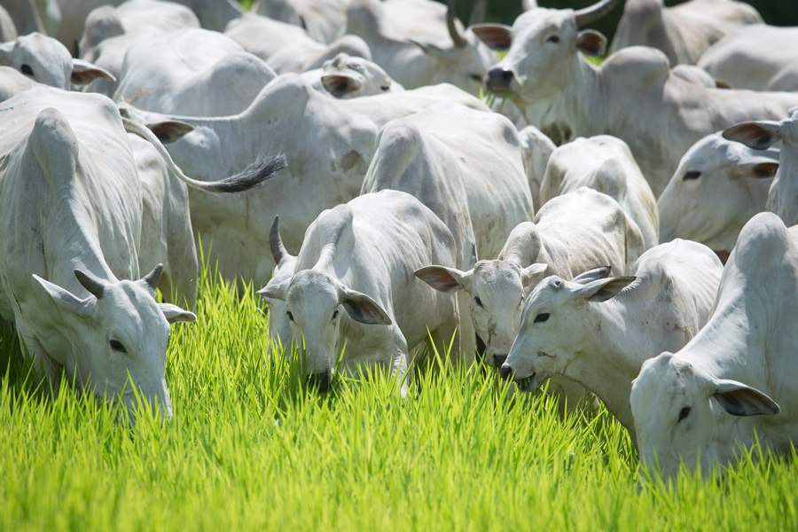 Otimização da produtividade na pecuária é foco da Coimma na AgroBrasília, no DF