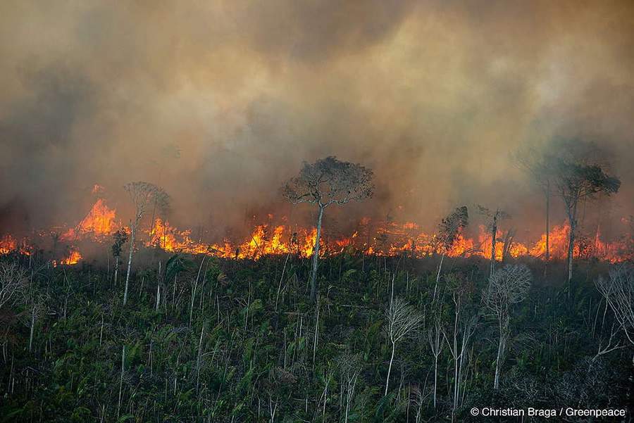 Imagem: Christian Braga/Greenpeace