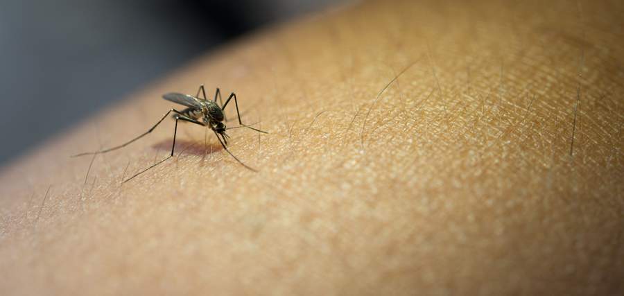 7 dicas para evitar o mosquito da dengue