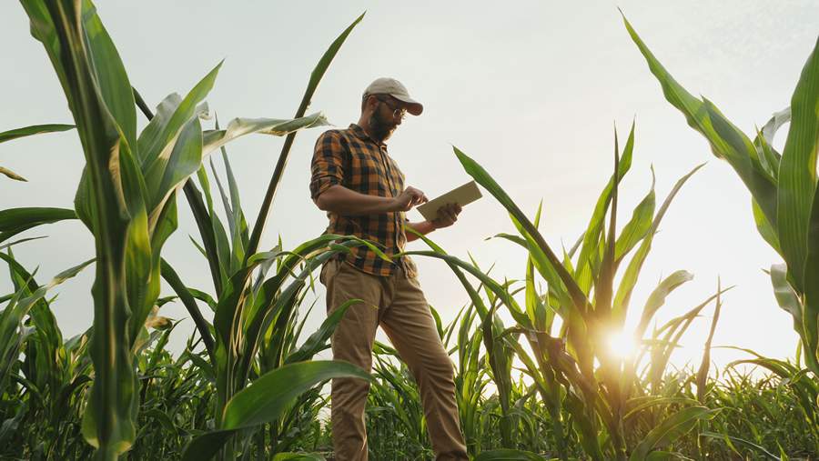 Novos doutores do campo buscam aprendizados complementares para obter melhores resultados na profissão - Crédito da foto Shutterstock