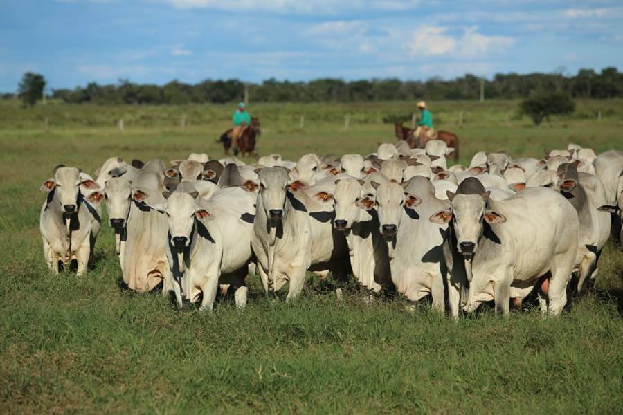 Agropecuária Jacarezinho oferta touros Nelore CEIP de alta performance em leilão virtual