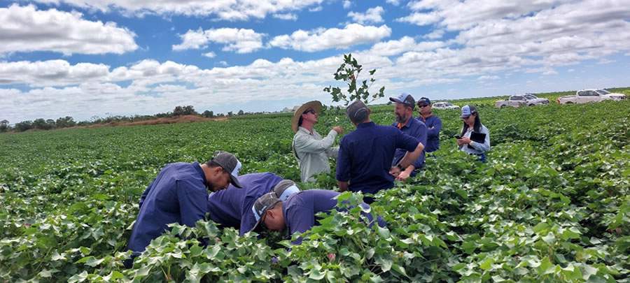 Caravana de Algodão passa pelas principais regiões produtoras do Brasil, levando conhecimento técnico e soluções aos cotonicultores