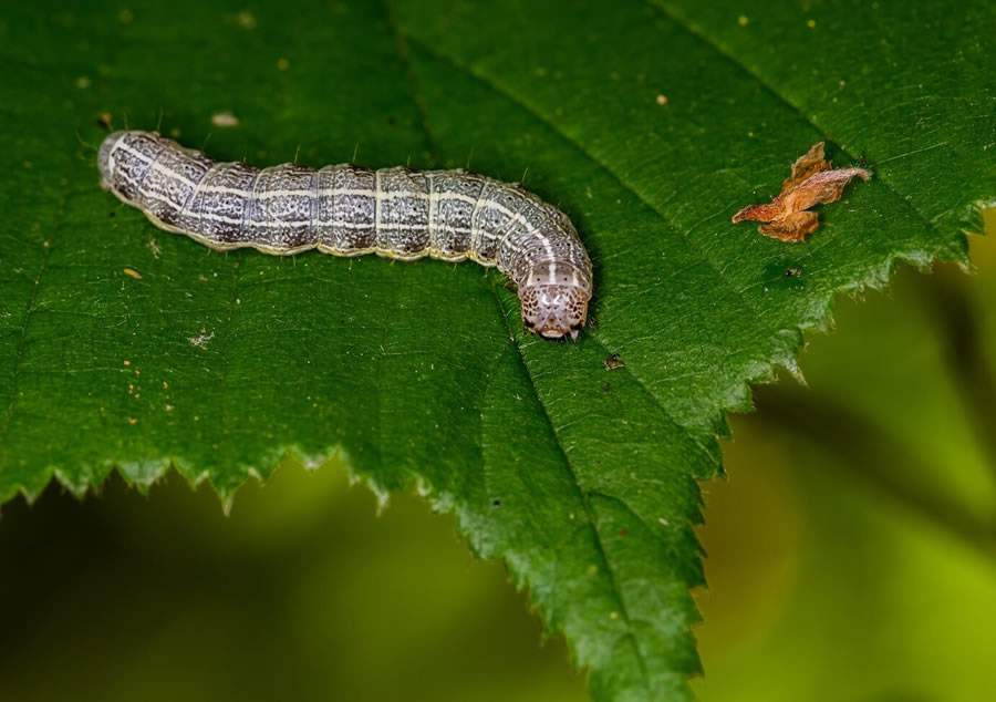 BIOTROP-BiobrevFull-lagarta-FOTO-DIVULGACAO