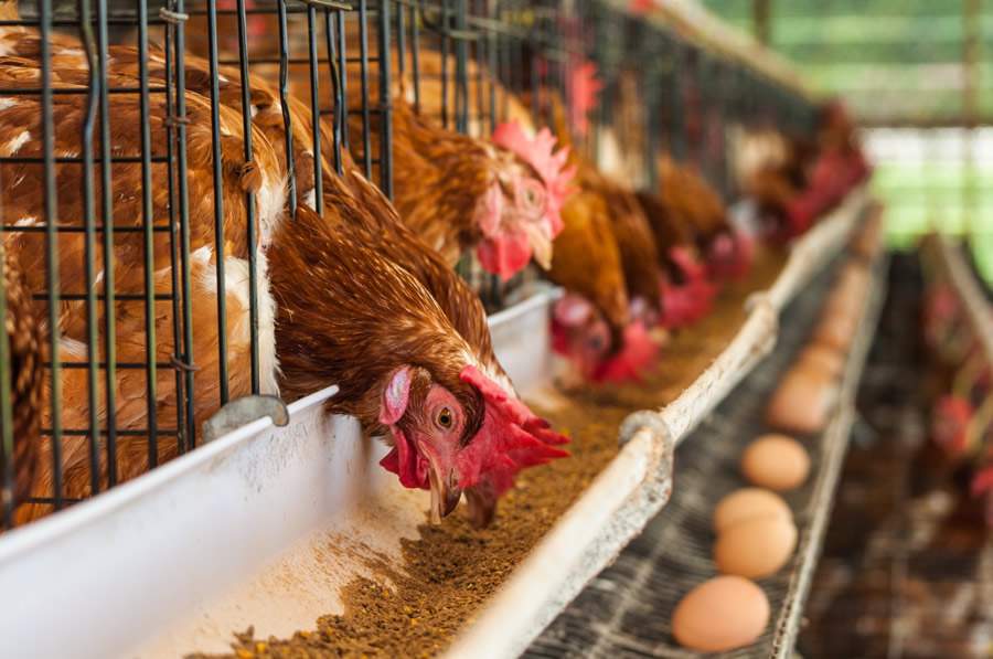 Trouw Nutrition leva à 64ª Festa do Ovo, em Bastos, modernas soluções nutricionais para aves de postura