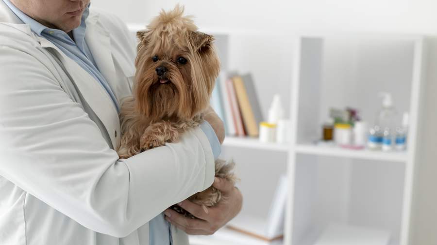 Elevadas temperaturas exigem atenção redobrada à saúde dos pets