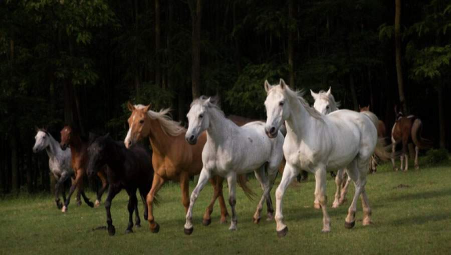 SYNTEC-GRANDES-Atencao-a-influenza-e-essencial-para-proteger-a-saude-e-o-bem-estar-dos-cavalos-Foto-Freepik