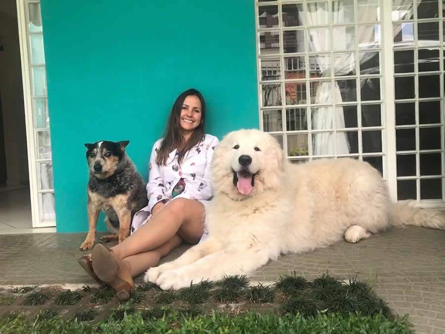 Novidade no Brasil, mapeamento genético de pets chega a Curitiba