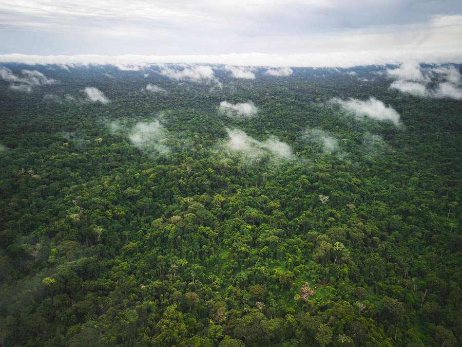 Floresta amazônica, um dos principais biomas em discussão na COP 29. Imagens: Carbonext