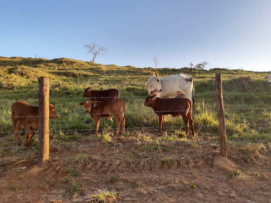 Montana-Campo-Belo-produz-touros-melhoradores-com-rigorosa-avaliacao-genetica-em-Minas-Gerais-foto-divulgacao