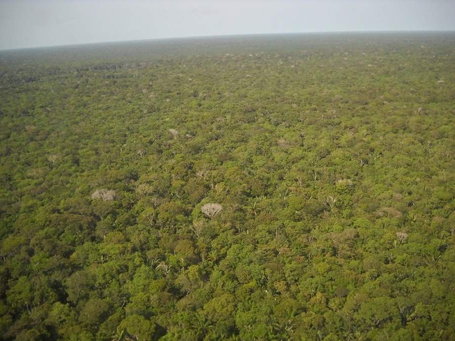 Brasilcap zera pegada ambiental