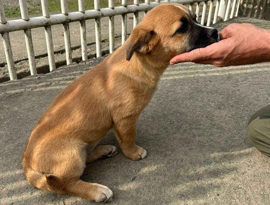 Abandono de animal: Câmera de monitoramento flagra cão sendo abandonado em Penha