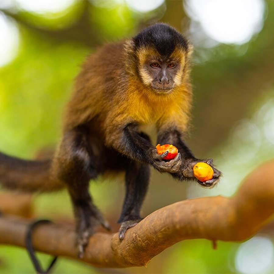 Instituto Libio: Resgate e Proteção Animal em Destaque