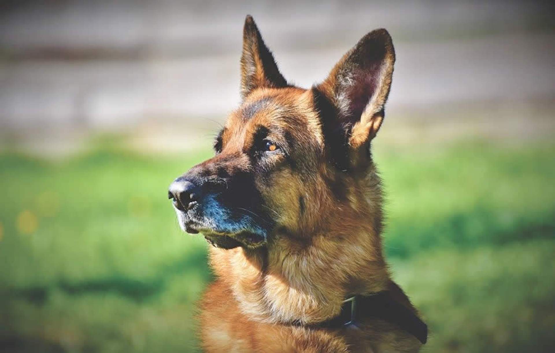 Novo estudo revela: Pastor Belga Malinois é a raça de cão mais