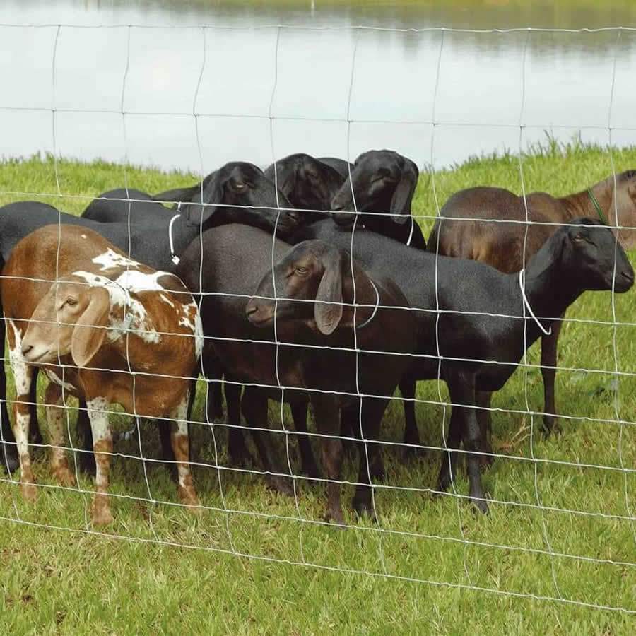 Cerca Belgo Campestre Carneiro foi desenvolvida para ovinos e caprinos. Crédito: Divulgação/Belgo Arames