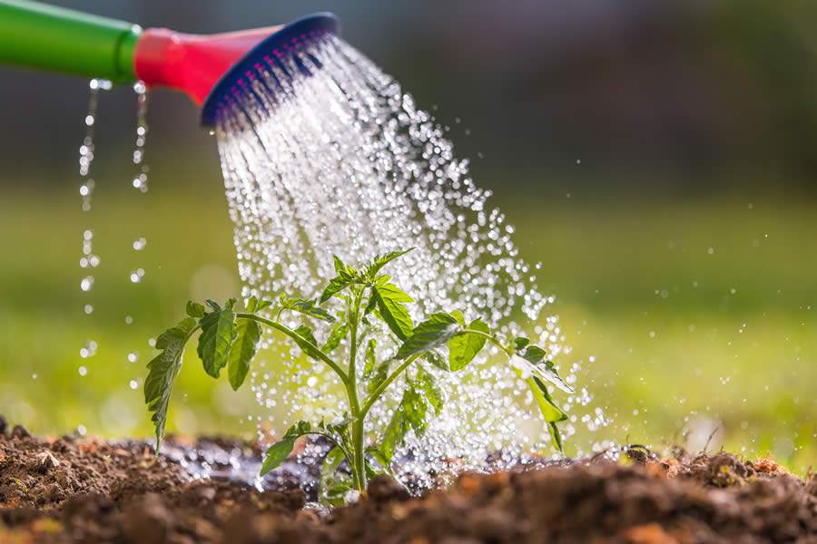 Qual o manejo de água correto para o cultivo do tomate Vero?