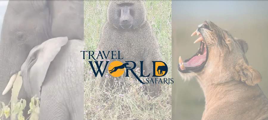 Conheça a TWSafaris - Empresa DMS premium da África