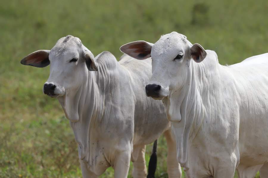 A suplementação proteico-energética é vantajosa quando o manejo da pastagem busca aumentar a qualidade nutricional e estrutural da forragem para proporcionar teores de proteína bruta acima de 11%