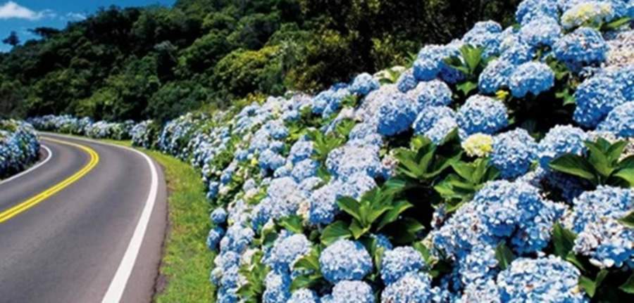   Hortêsias tornam a primavera mais bonita na Serra Gaíucha (Divulgação)