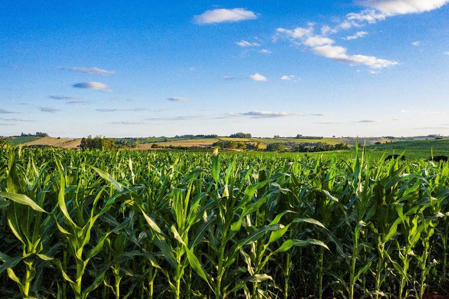 Mancha-branca foi responsável por 28% das ocorrências de doenças no milho (Créditos: BASF)