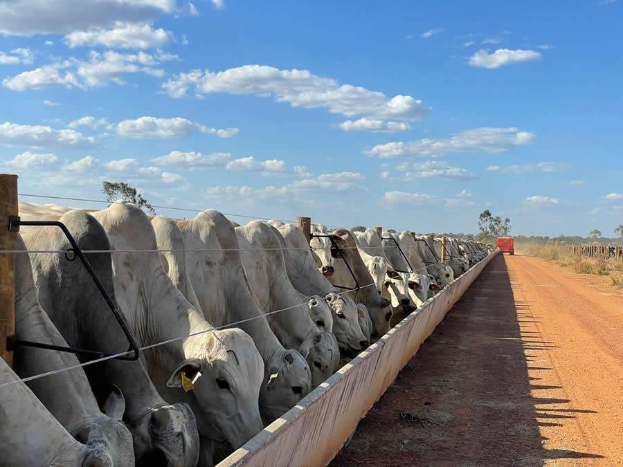 Rentabilidade do confinamento de bovinos depende de boas estratégias nutricionais e infraestrutura, explica especialista