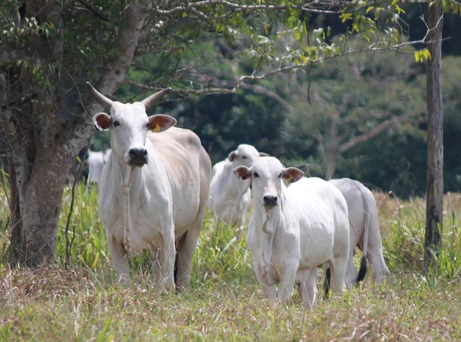 5º Circuito Pecuária de Cria tem palestras, tecnologias e soluções nutricionais voltadas para a seca