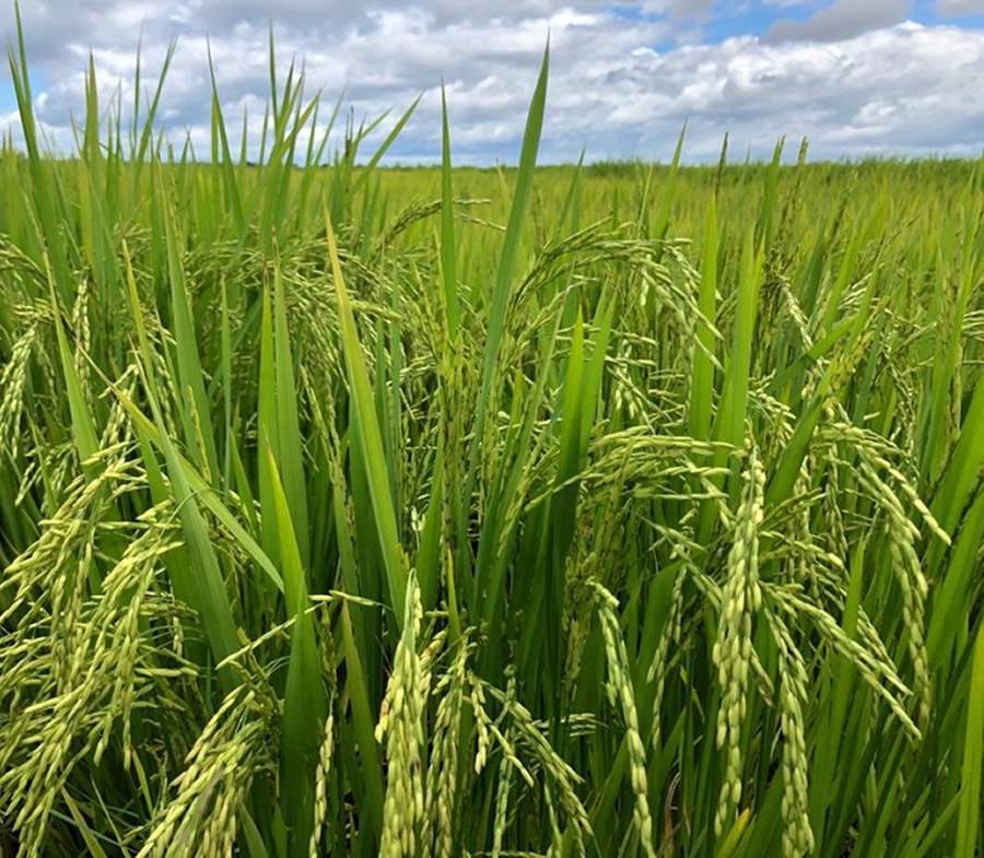 Arroz tem ganhos em desenvolvimento vegetativo com bioestímulo e manejo de invasoras de difícil controle