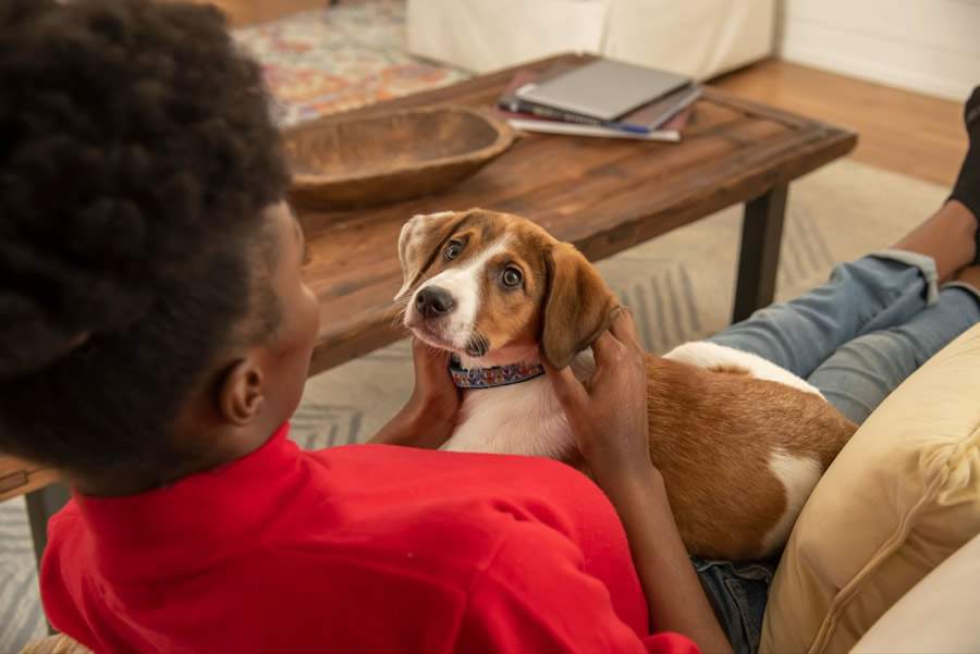 (Imagem: Divulgação/Mars Petcare)