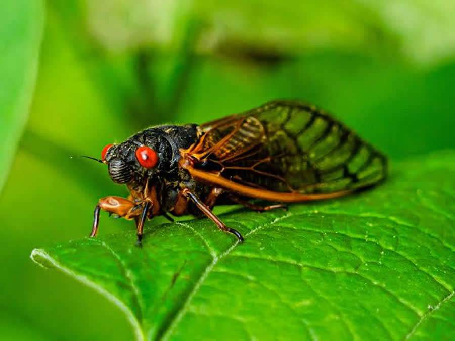 Canto das cigarras: entenda a relação do som emitido pelo inseto e o início do período chuvoso