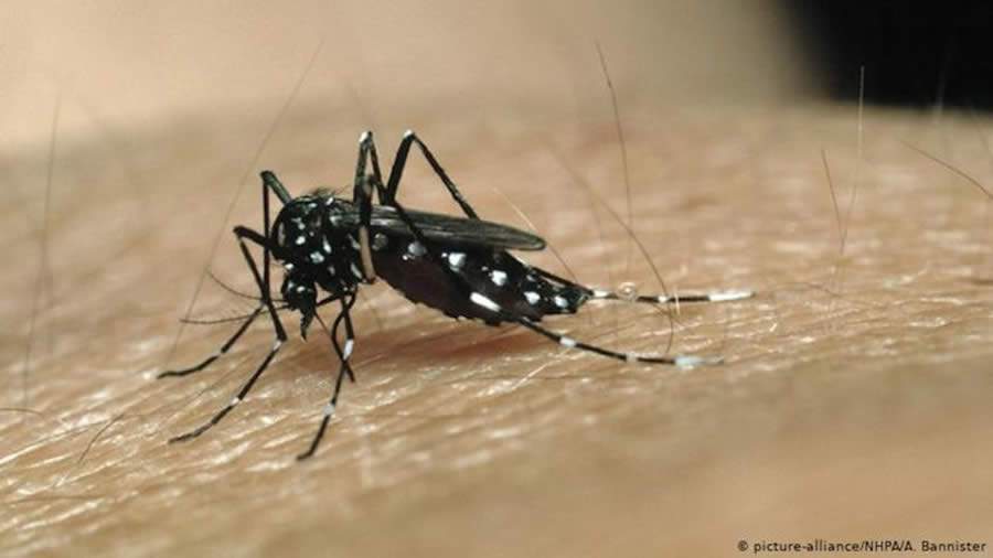 Alerta: Brasil enfrenta possível recorde de mortes por dengue em 2023, com temperaturas elevadas acendendo o alerta para o futuro