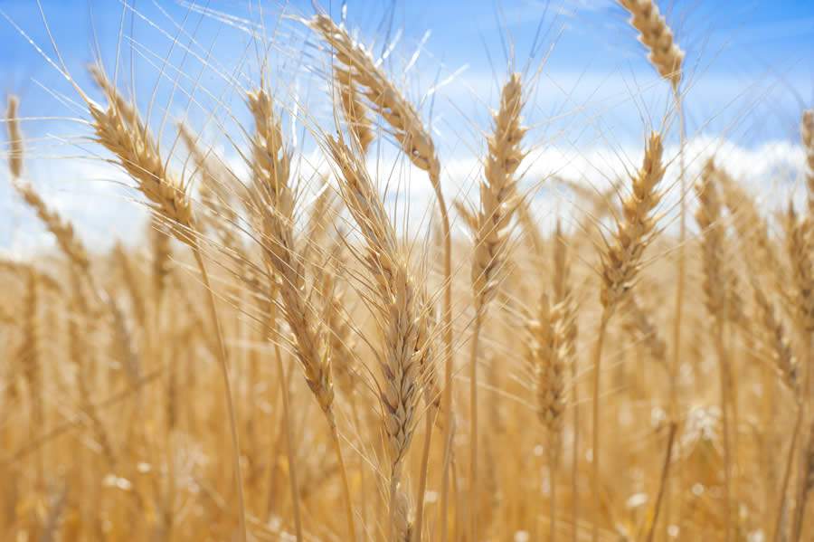 São Paulo registra queda na produção de trigo na safra 2021