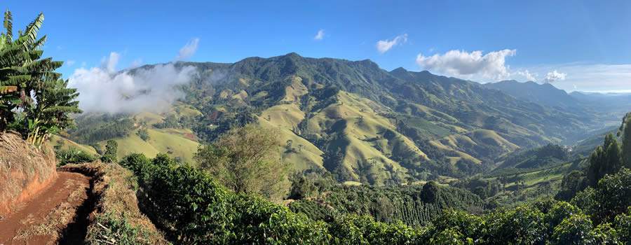 Colheitas de café avançam no Brasil e fazendas se preparam para entrar com grãos frescos em cafeterias, torrefações e no varejo