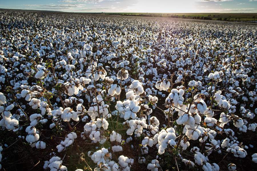 BIOTROP-Biotrop-destaca-tecnologias-biologicas-para-a-cultura-do-algodao-durante-Bahia-Farm-Show-foto-Wenderson-Araujo-Trilux-CNA-Brasil