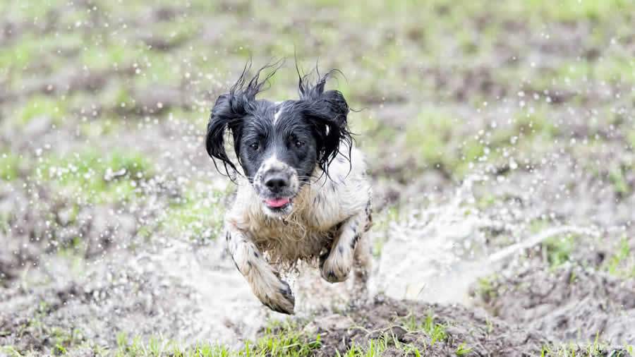 Veterinário do CEUB dá dicas para cuidar da saúde de cães e gatos no período chuvoso